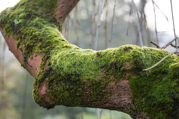 나무 줄기는 이끼로 덮여 — 스톡 사진