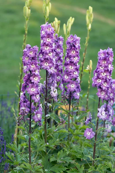 Květ fialový delphinium v zahradě — Stock fotografie