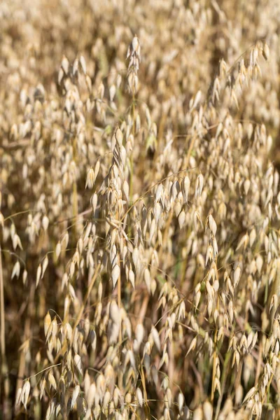 Golden wheat in a farm field — Stock Photo, Image