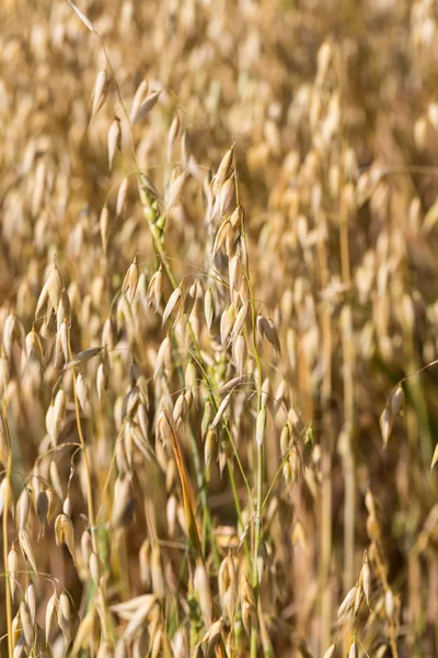 Trigo dourado em um campo de fazenda — Fotografia de Stock