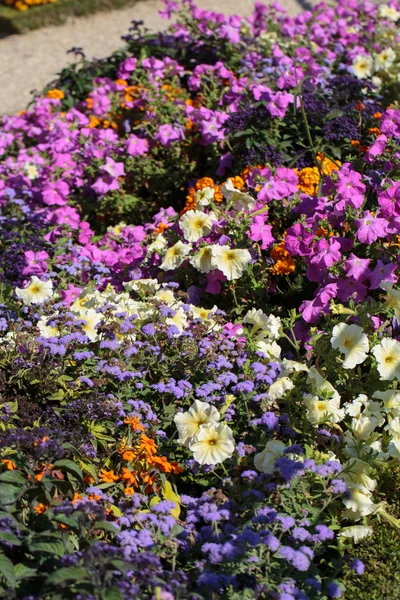 The flowerbed in the Luxembourg Gardens in Paris, France — Stockfoto