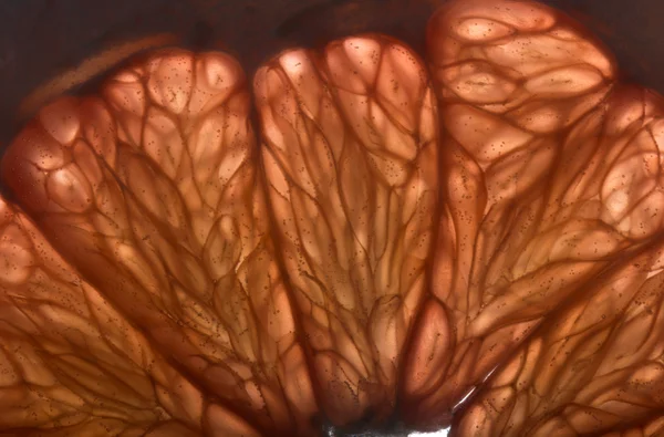 Close up of a grapefruit slice in water — Stock Photo, Image