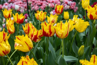 Parti Palyaçosu adında renkli bir lale. Dağınık bir grup. Laleler çiçek özellikleriyle tanımlanan gruplara ayrılırlar.