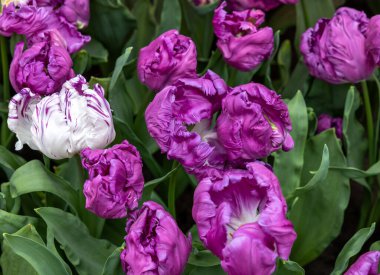 Cathay Papağan Grubu adında mor bir lale. Laleler çiçek özellikleriyle tanımlanan gruplara ayrılırlar.