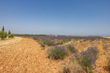Valensole Platosu 'ndaki lavanta tarlaları. Provence, Fransa.