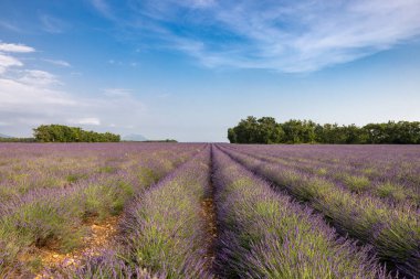 Valensole Platosu 'nda çiçek açan lavanta tarlaları. Provence, Fransa.