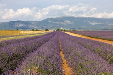 Valensole Platosu 'nda çiçek açan lavanta tarlaları. Provence, Fransa.