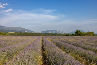 Valensole Platosu 'nda çiçek açan lavanta tarlaları. Provence, Fransa.