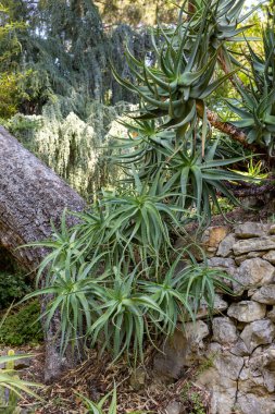 Fransız Riviera 'sındaki Saint-Jean-Cap-Ferrat' ta bulunan ünlü Fransız deniz kenarı villası Villa Emiri de Rothschild 'de egzotik bir bahçe. Fransa.