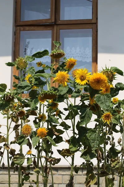Decorative sunflower, used as decoration on street — Stock Photo, Image