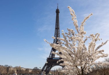 Paris 'te bahar. Arka planda, Trocadero boyunca Japon kiraz çiçekleri ve Eyfel Kulesi.