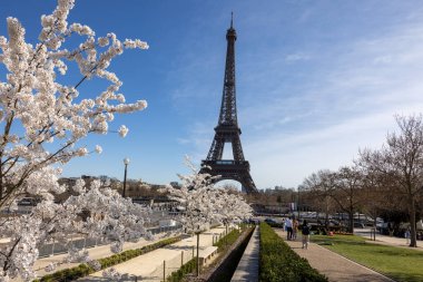 Paris, Fransa - 20 Mart 2025: Bahar Paris 'te. Arka planda, Trocadero boyunca Japon kiraz çiçekleri ve Eyfel Kulesi.