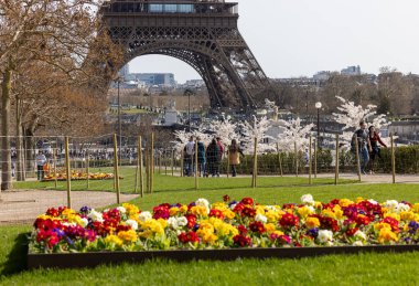 Paris 'te bahar. Arka planda Japon kiraz ve primula çiçekleri Trocadero ve Eyfel Kulesi boyunca çiçek açar..
