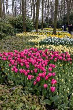 Keukenhof, Lisse Hollanda - 18 Nisan 2023: Hollanda, Lisse 'deki Keukenhof Bahçesi' nde renkli çiçekler.
