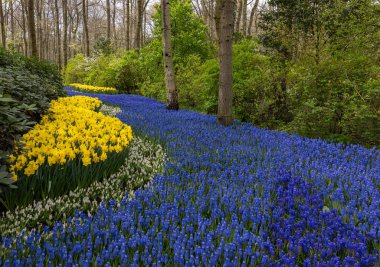 Hollanda, Lisse 'deki Keukenhof Bahçesinde çiçek açan sarı nergis ve mavi muscari çiçekleri.
