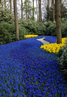 Hollanda, Lisse 'deki Keukenhof Bahçesinde çiçek açan sarı nergis ve mavi muscari çiçekleri.
