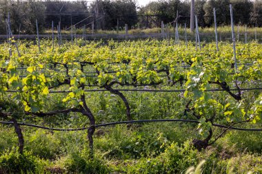 İtalya Valpolicella bölgede üzüm bağları