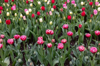 bir bahçede çiçek açan renkli Lale