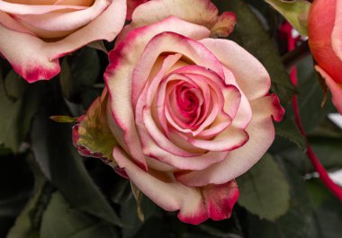 Krema ve pembenin tonlarında iki renkli taç yaprakları olan bir buket gül, çiçekler bir açık merkez ve yaprakların daha koyu kenarlarıyla karakterize edilir. Genellikle zarif bir hediye olarak seçilirler.