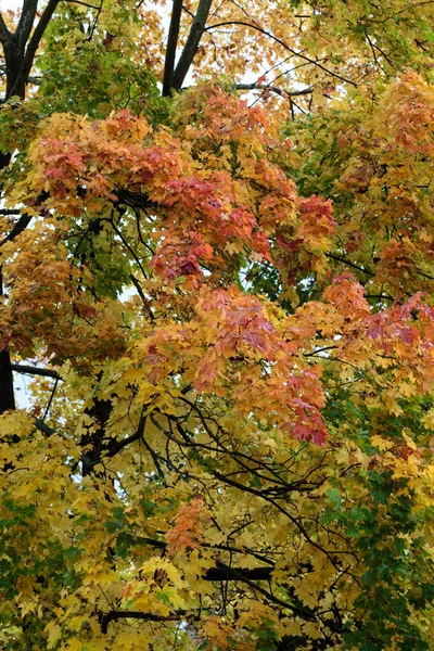 Schöne herbstliche Waldkulisse mit bunten Blättern — Stockfoto