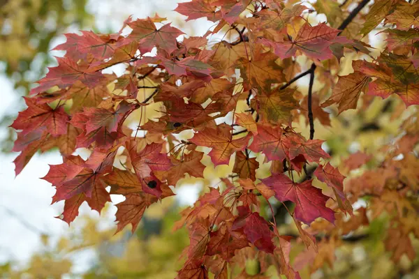 Hermoso paisaje del bosque otoñal con hojas coloridas — Foto de Stock