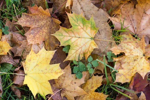 美丽的秋天森林景物与五颜六色的树叶 — 图库照片