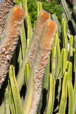 Bahçe içinde güzel etli kaktüs bitkileri