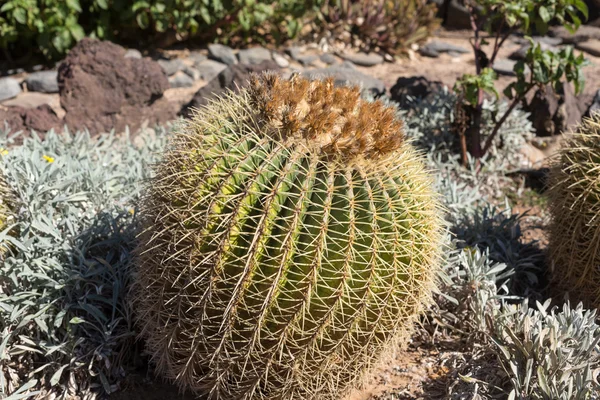 Agujas afiladas de un cactus en el jardín — Foto de Stock