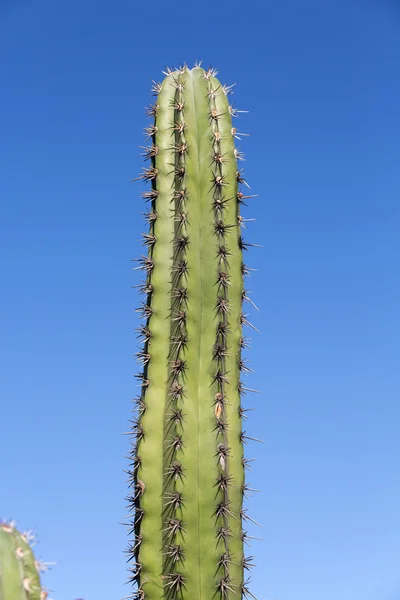 Sharp needles of a Cactus  in Garden — Stock Photo, Image