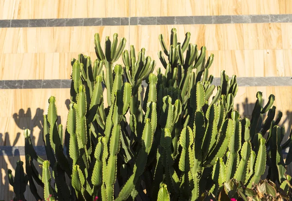 Hermosas plantas de cactus suculentas en el jardín — Foto de Stock