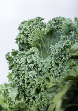 Sağlıklı taze kıvırcık lahana