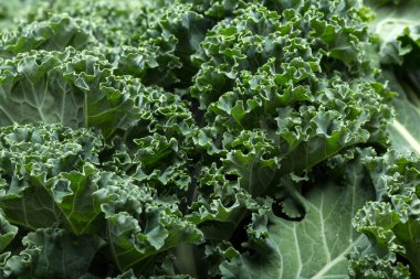 Sağlıklı taze kıvırcık lahana