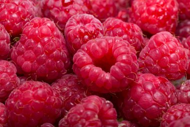 Taze toplanmış güzel bir kırmızı ahududu seçimi..