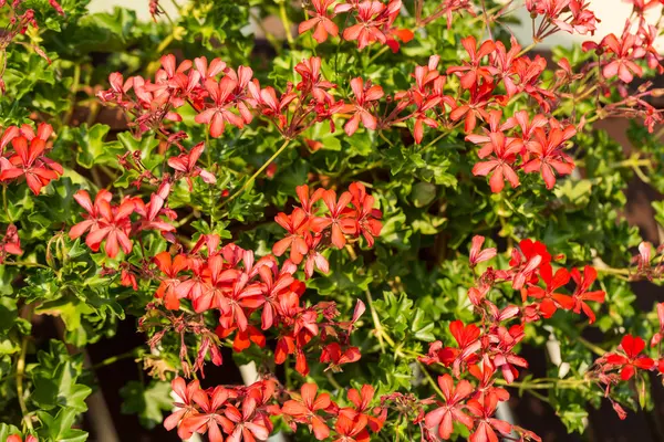 庭で咲いている赤いゼラニウム (ゼラニウム) の花 — ストック写真