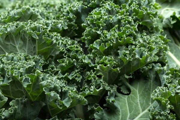 Sağlıklı taze kıvırcık lahana