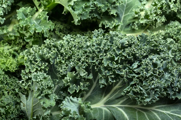 A healthy fresh curly kale — Stock Photo, Image