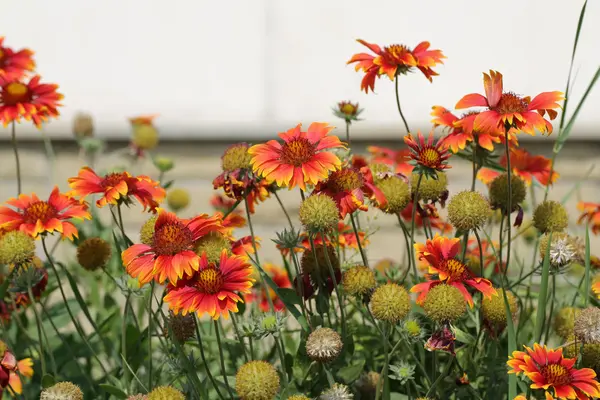 Group of Red blooming Echinacea flowers in Garden — Stock Photo, Image