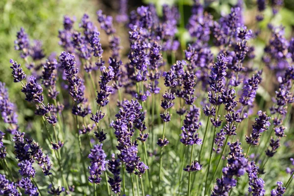 Tuin met de bloeiende lavendel — Stockfoto