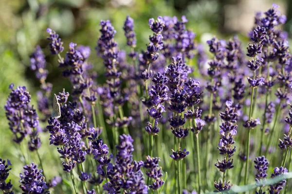 Giardino con la fiorente lavanda — Foto Stock