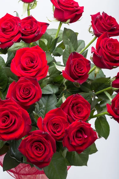 Bouquet of blossoming dark red roses — Stock Photo, Image