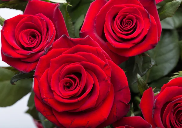 Bouquet of blossoming dark red roses — Stock Photo, Image