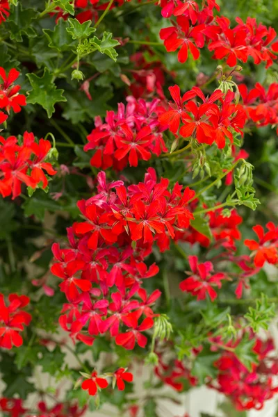 Pelargonien-Blume, die in einem Garten blüht — Stockfoto