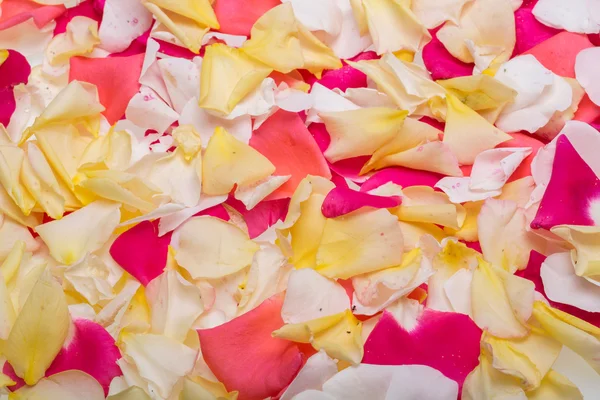 Petals of Pink and Yellow Roses Flowers. Background — Stock Photo, Image