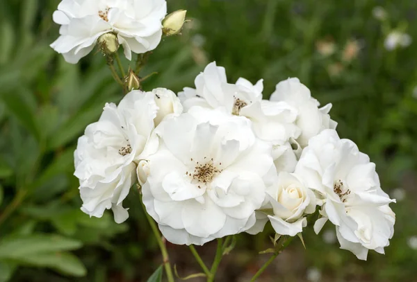 Белые розы на ветке в саду — стоковое фото