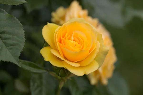 Rosa amarilla en la rama en el jardín — Foto de Stock
