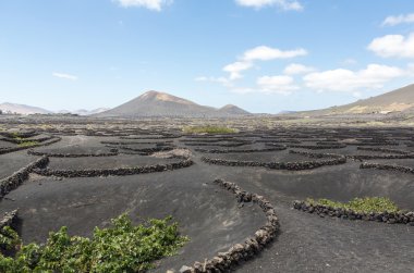 La Geria alanında siyah volkanik toprak bağında. Lanzarote.Canary Islands.Spain