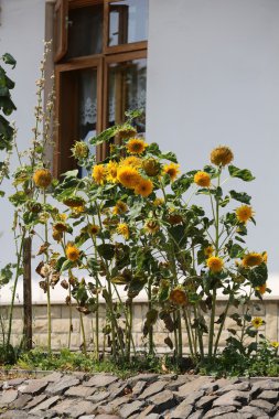 Dekoratif ayçiçeği, sokakta dekorasyon olarak kullanılan