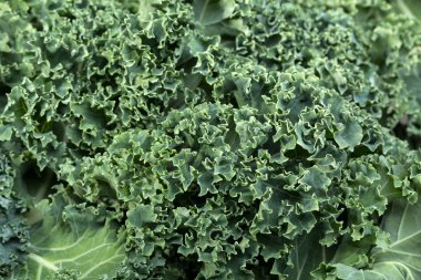 Sağlıklı taze kıvırcık lahana