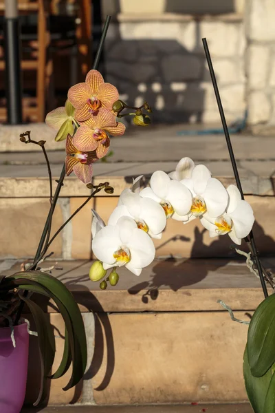 Beyaz Orkide Bahçe — Stok fotoğraf