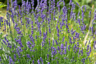 İri ve gür bahçeler,